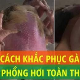 nguyên nhân gà bị phồng hơi dưới da
