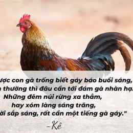 những câu thơ về gà đá