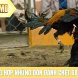 những đòn đá chết gà