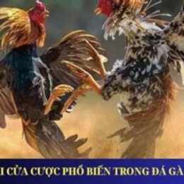 những dòng gà đá cựa được ưa chuộng