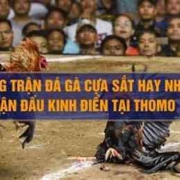 những trận gà đá cựa sắt hay nhất