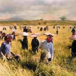 nông dân gặt lúa truyền thống