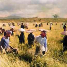 nông dân gặt lúa