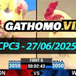 phát lại đá gà thomo cpc3