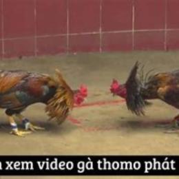phát lại đá gà thomo hôm nay