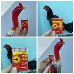 phục hồi gà chọi sau khi đá về