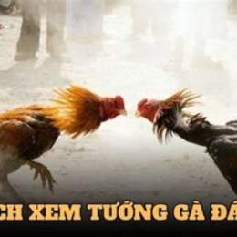 qq88 đá gà