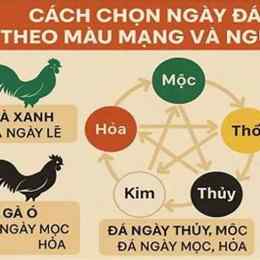 sách xem màu mạng gà đá