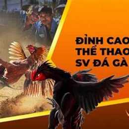 scv388 đá gà việt