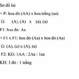 sơ đồ lai tạo gà đá