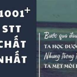 stt chất về đá gà