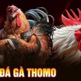 sv368 đá gà thomo