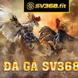 sv368 - trang đá gà thomo sv368 uy tín