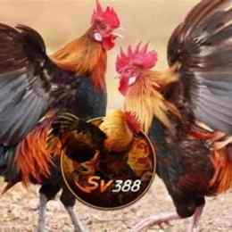 sv388 đá gà tốt nhất việt nam