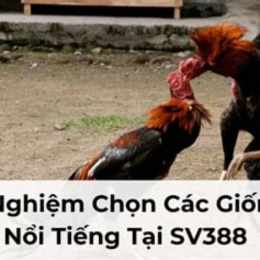 tại đá gà sv388
