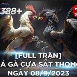 thomo hôm nay đá gà trực tiếp