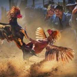 thua gà đá chết