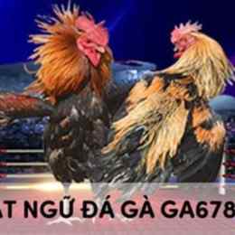 thuật ngữ đá gà