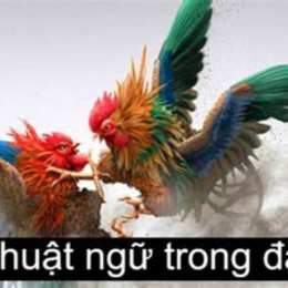 thuật ngữ trong đá gà