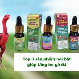 thuốc nuôi gà đá bo lớn