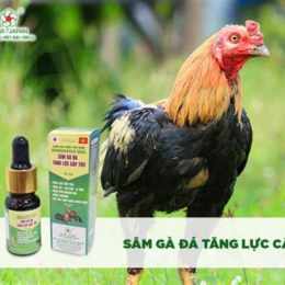 thuoc nuoi ga da top king