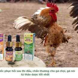 thuoc tay cho ga da uong