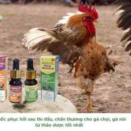 thuốc thú y cho gà đá