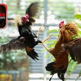 tìm hiểu gà chọi gà đá