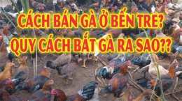 tính năng nổi bật bắt đá gà bến tre