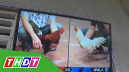 tính năng nổi bật bắt đá gà ở bến tre mới nhất
