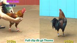 tính năng nổi bật bi88 đá gà thomo