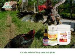 tính năng nổi bật bổ sung canxi cho gà đá