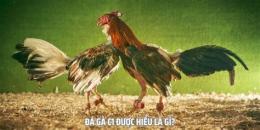 tính năng nổi bật c1 đá gà