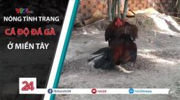 tính năng nổi bật cá độ đá gà