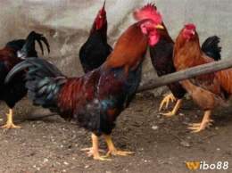 tính năng nổi bật các loại gà đá ở việt nam