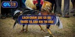 tính năng nổi bật cách chăm sóc gà tre sau khi đá