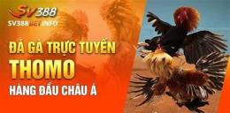 tính năng nổi bật cách chơi đá gà