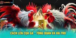 tính năng nổi bật cach len cua ga da