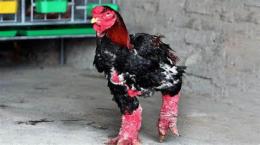 tính năng nổi bật cách lột da chân gà đông tảo