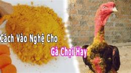tính năng nổi bật cách ngâm nghệ cho gà đá cựa sắt