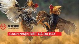tính năng nổi bật cách nhận biết gà đá mu lưng