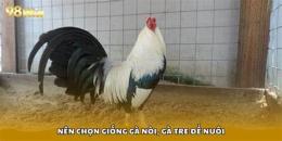 tính năng nổi bật cách nuôi chế độ gà đá