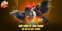 tính năng nổi bật cách nuôi gà đá bị gãy cánh
