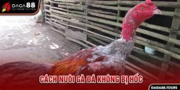 tính năng nổi bật cách nuôi gà đá không bị hóc