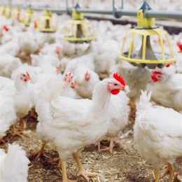 tính năng nổi bật cách nuôi gà đá tăng cân nhanh