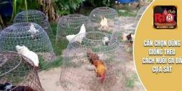 tính năng nổi bật cach nuoi ga da