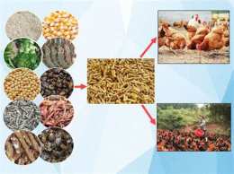 tính năng nổi bật cách pha trộn thức ăn cho gà đá