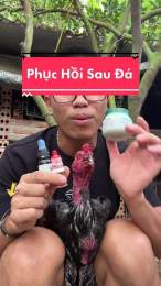 tính năng nổi bật cách phục hồi gà sau khi đá về