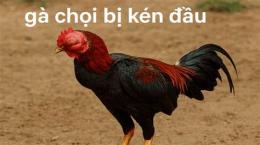tính năng nổi bật cách trị gà đá kén ăn