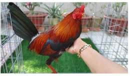 tính năng nổi bật cách vô mồi cho gà đá cựa sắt